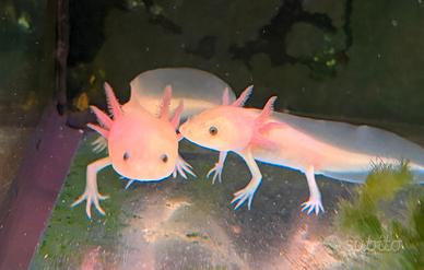 Axolotl