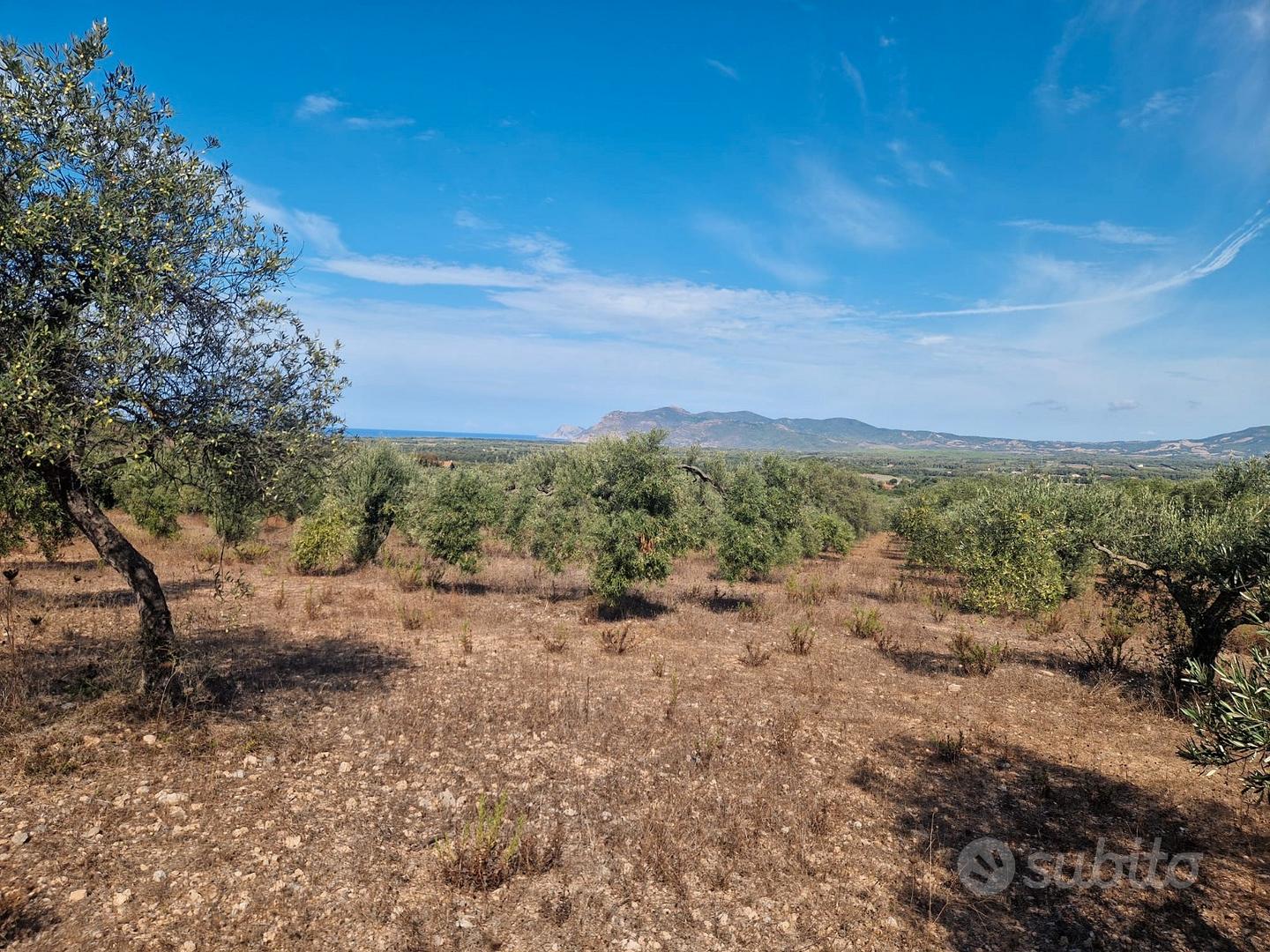 Alghero Terreno agricolo con uliveto - Vista 4