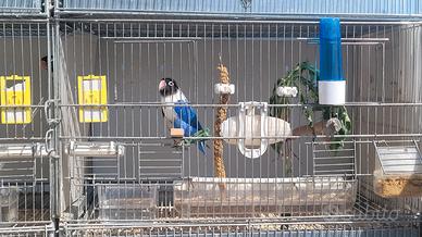 Inseparabili personata