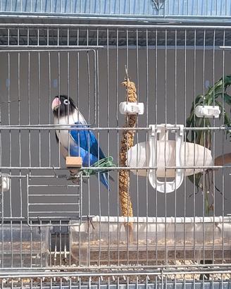 Inseparabili personata