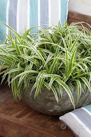 Chlorophytum "pianta ragno"