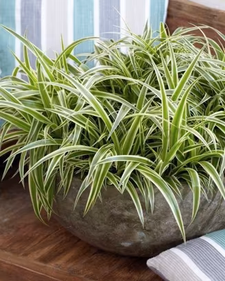 Chlorophytum "pianta ragno"