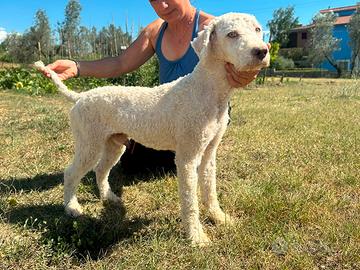 lagotto romagnolo 