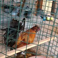 Gallo ibrido di anni 2