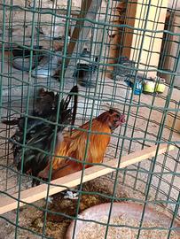 Gallo ibrido di anni 2