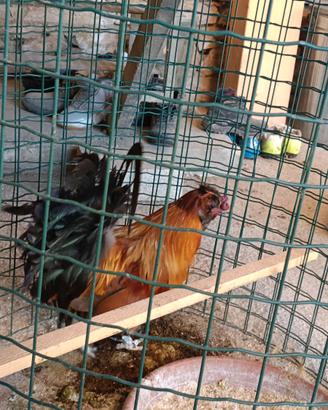 Gallo ibrido di anni 2