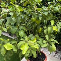 Pianta limone