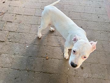 Cucciolo Dogo Argentino