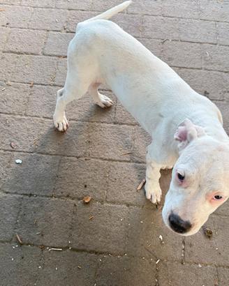 Cucciolo Dogo Argentino