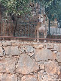 pitbull