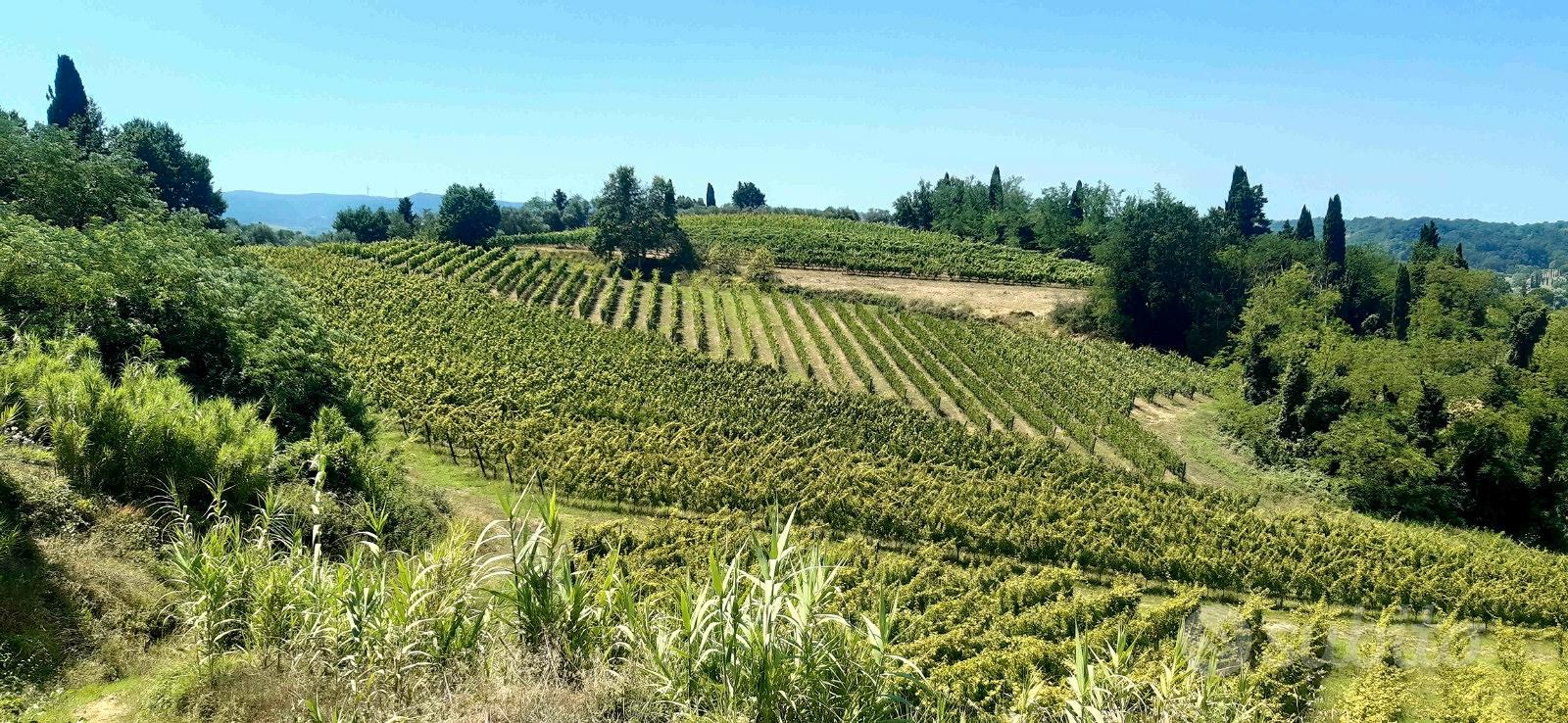 VIGNETI BIO in PRODUZIONE mq.54.400 - Terricciola - Altro