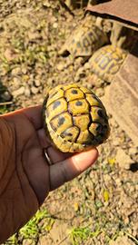 Testudo hermanni