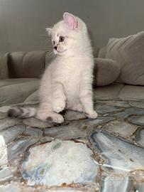 Gattina Scottish Straight