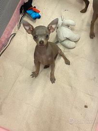 Mini ,,doberman,, max 1000 grammi