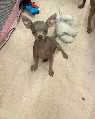 Mini Toy terrier ,,doberman,, 77-125grammi