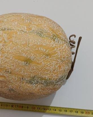 Melone artificiale finto alta qualità 16cm