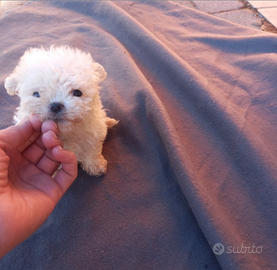 Barboncino bianco candido taglia mini toy