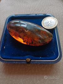 Ambra autentica con insetti 