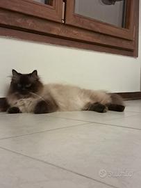 Gatto siberiano con Pedigree disponibile monta