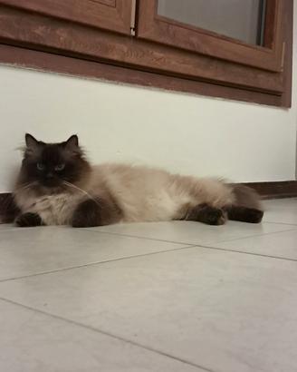 Gatto siberiano con Pedigree disponibile monta