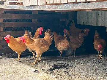 Galline Bionda piemontese
