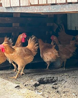 Galline Bionda piemontese