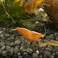 Neocaridina Davidi