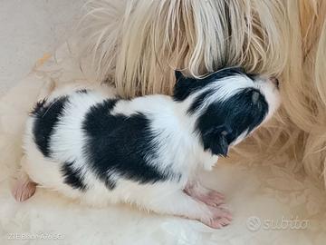 Cuccioli maschi