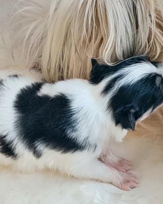 Cuccioli maschi