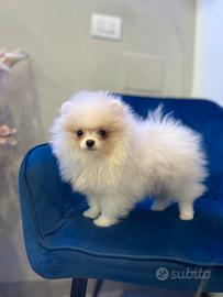 Cucciola spitz di Pomerania bianco