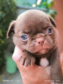 Chihuahua maschio