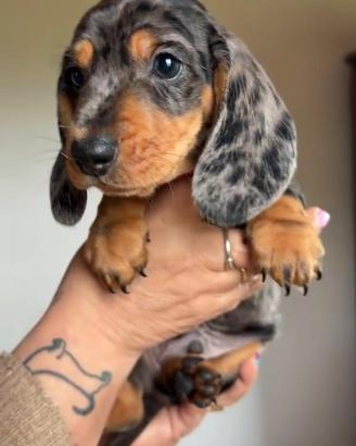 Cucciola Bassotto