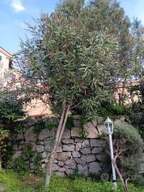 OLEANDRI DAL FIORE ROSA 