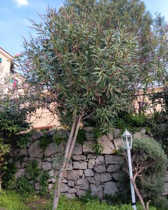 OLEANDRI DAL FIORE ROSA 