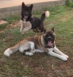 Cuccioli Akita Americano