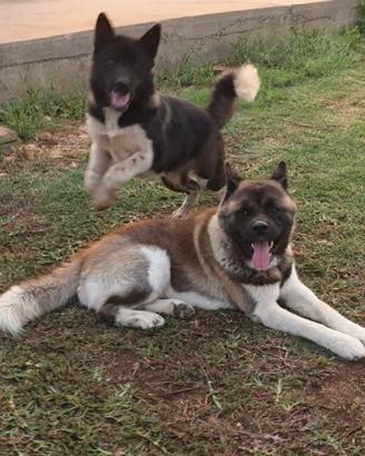 Cuccioli Akita Americano