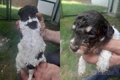 Lagotto romagnolo cuccioli - maschi