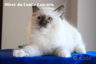 Cucciolo razza RAGDOLL con pedigree