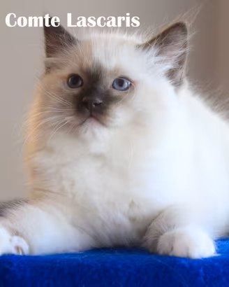 Cucciolo razza RAGDOLL con pedigree
