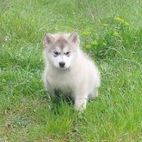 Cucciolo Alaskan Malamute