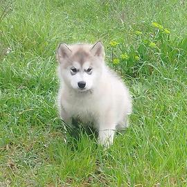 Cucciolo Alaskan Malamute