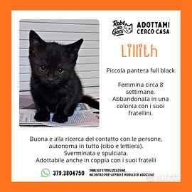 Gattina nera