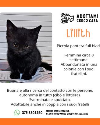 Gattina nera