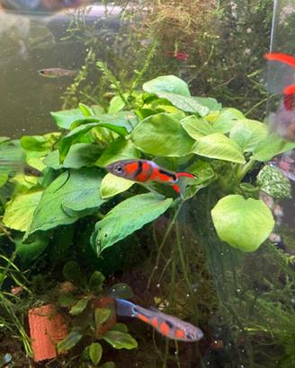 Endler campoma 28