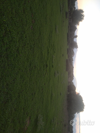 Terreno agricolo Villagrazia di carini