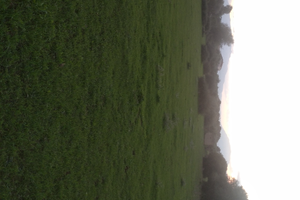 Terreno agricolo Villagrazia di carini