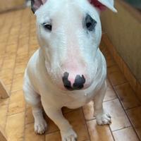 Maschio bull terrier disponibile