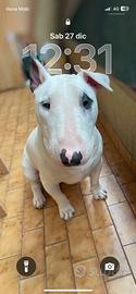 Maschio bull terrier disponibile