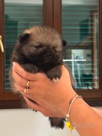 Spitz nani di Pomerania