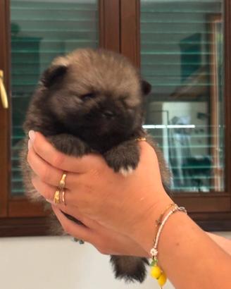 Spitz nani di Pomerania